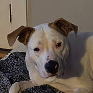 Draco joined the competition — help win amazing prizes! dog, pet, indoor, bed, blanket, white_dog, animal, relaxed, lying_down, ears, face, paw, canine, fur, floor, comfort, resting, looking_at_camera, domestic, home