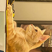 Gary is registered to the contest to win money with this photo: animal_shelter, box, carnivore, cat, claw, comfort, domestic_short_haired_cat, ear, fawn, felidae, fur, nap, paw, pet_supply, small_to_medium_sized_cats, snout, tail, whiskers, window