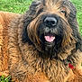 dog, animal, pet, grass, outdoor, shaggy, fluffy, brown, happy, panting, collar, closeup, nature, canine, fur, muzzle, tongue, relaxed, summer, daylight