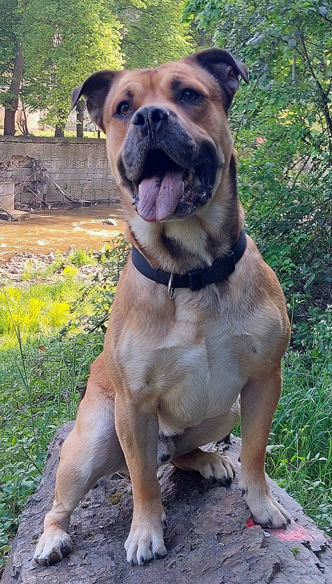 Charly participe au concours pour gagner de l'argent avec cette photo : ancient_dog_breeds, carnivore, collar, companion_dog, dog, dog_breed, dog_collar, fawn, grass, guard_dog, liver, molosser, pet_supply, plant, tree, whiskers, window, working_animal, working_dog, wrinkle