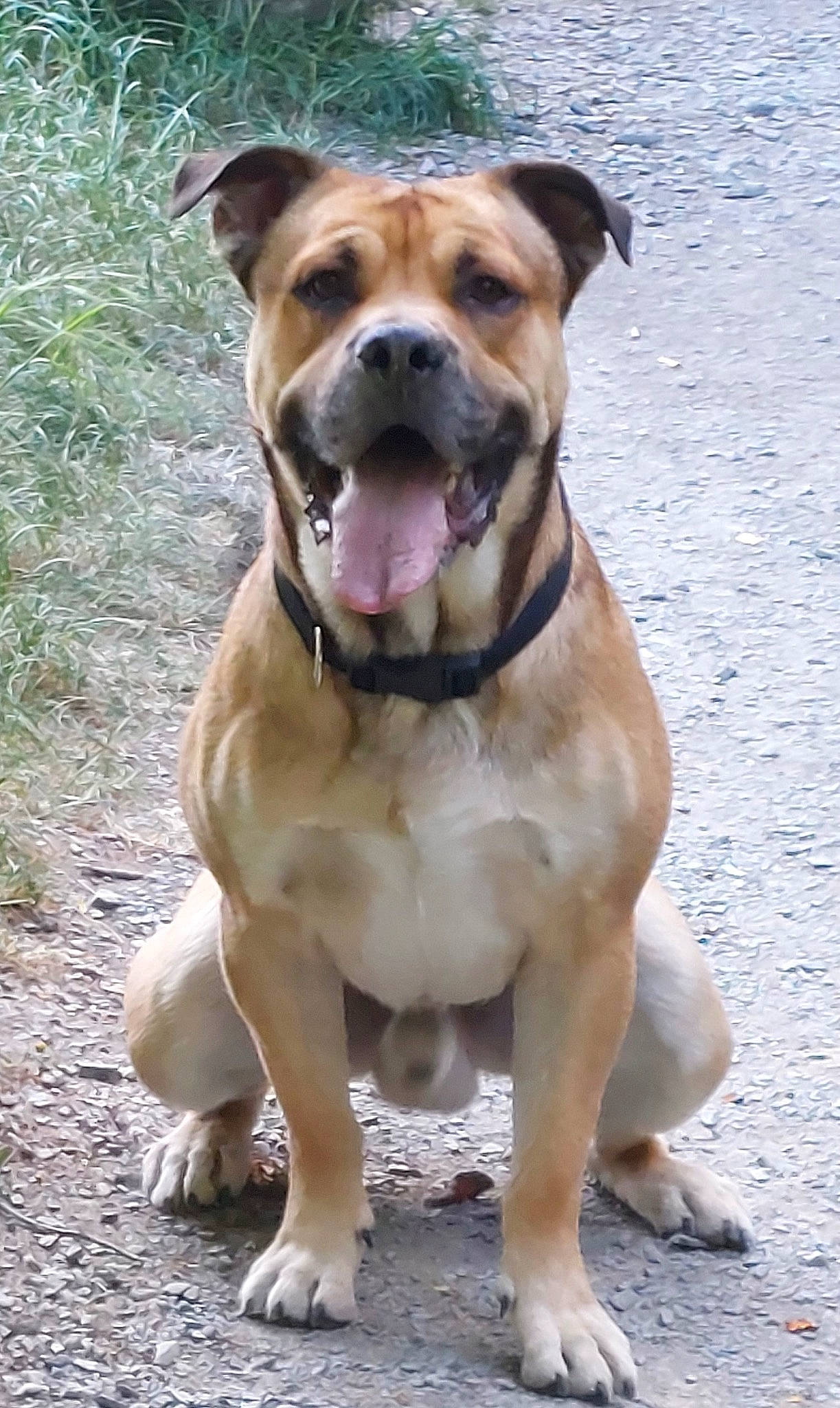 Charly participe au concours pour gagner de l'argent avec cette photo : canidae, carnivore, collar, companion_dog, dog, dog_breed, dog_collar, dog_supply, fawn, guard_dog, leash, molosser, pet_supply, plant, snout, sporting_group, whiskers, working_animal, working_dog, wrinkle