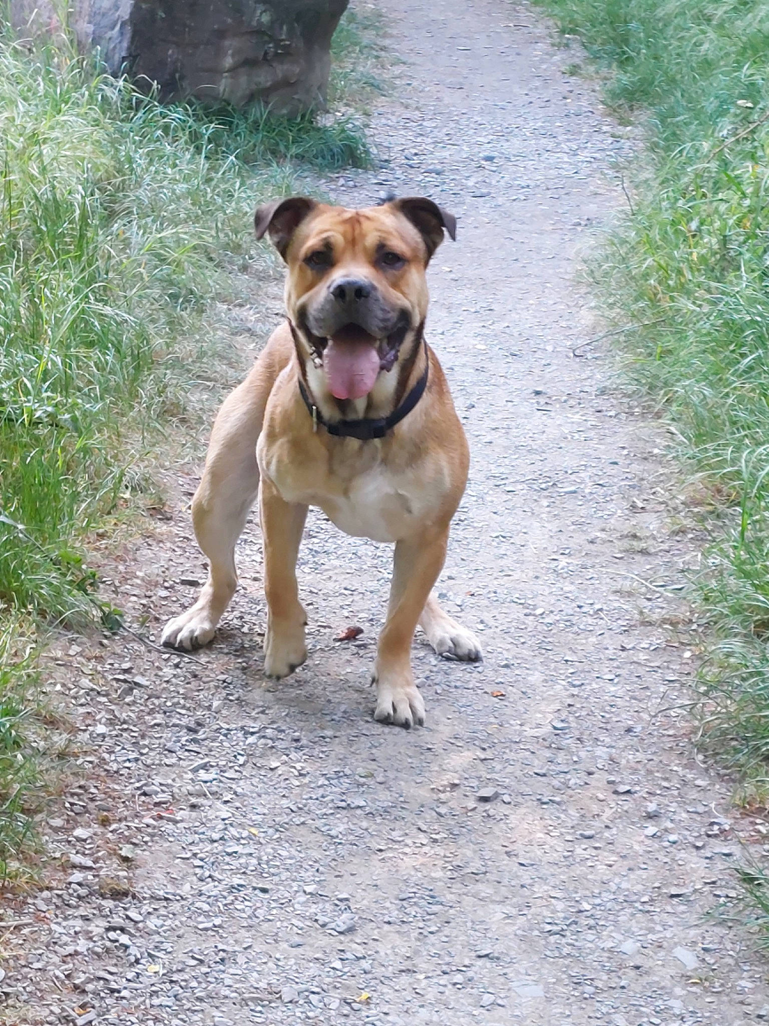 Charly participe au concours pour gagner de l'argent avec cette photo : adventure, boxer, canidae, carnivore, collar, companion_dog, dog, dog_breed, dog_collar, fawn, grass, molosser, plant, road_surface, snout, soil, sporting_group, tail, working_animal, working_dog