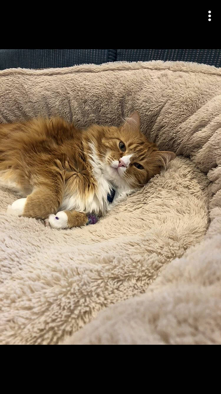 Copper is registered to the contest to win money with this photo: british_semi_longhair, carnivore, cat, domestic_long_haired_cat, european_shorthair, fawn, felidae, fur, kitten, maine_coon, mammal, norwegian_forest_cat, small_to_medium_sized_cats, tabby_cat, whiskers