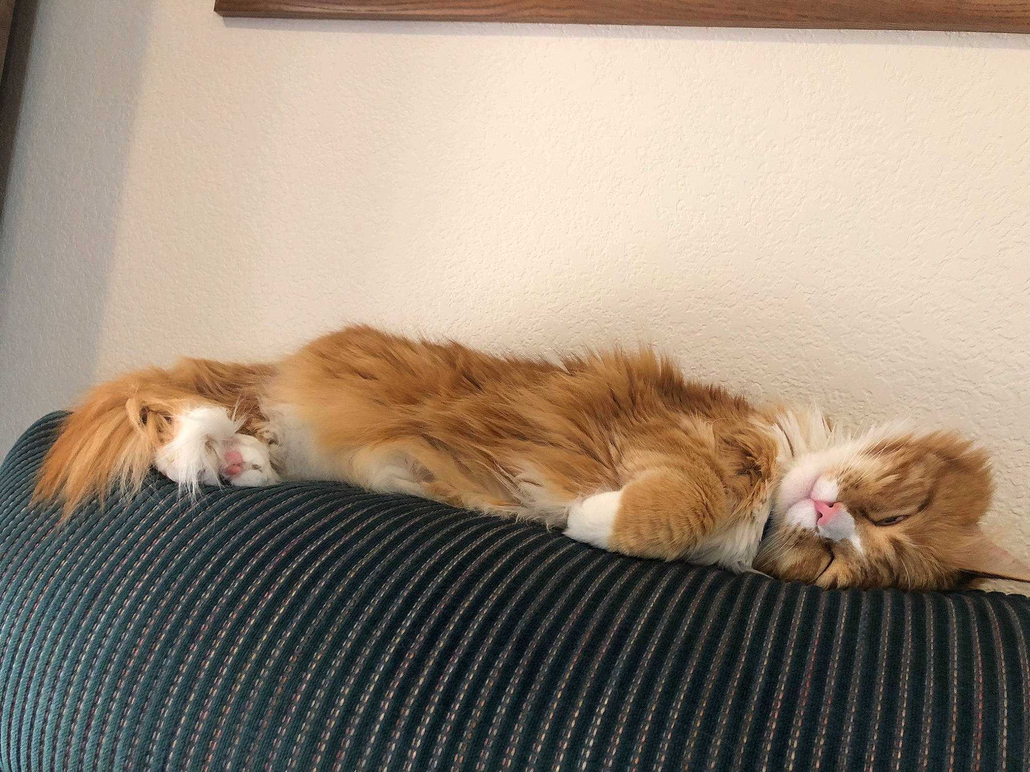 Copper is registered to the contest to win money with this photo: american_curl, carnivore, cat, domestic_long_haired_cat, eye, felidae, floor, fur, kitten, leg, maine_coon, mammal, nap, norwegian_forest_cat, polydactyl_cat, skin, sleep, small_to_medium_sized_cats, tabby_cat, whiskers