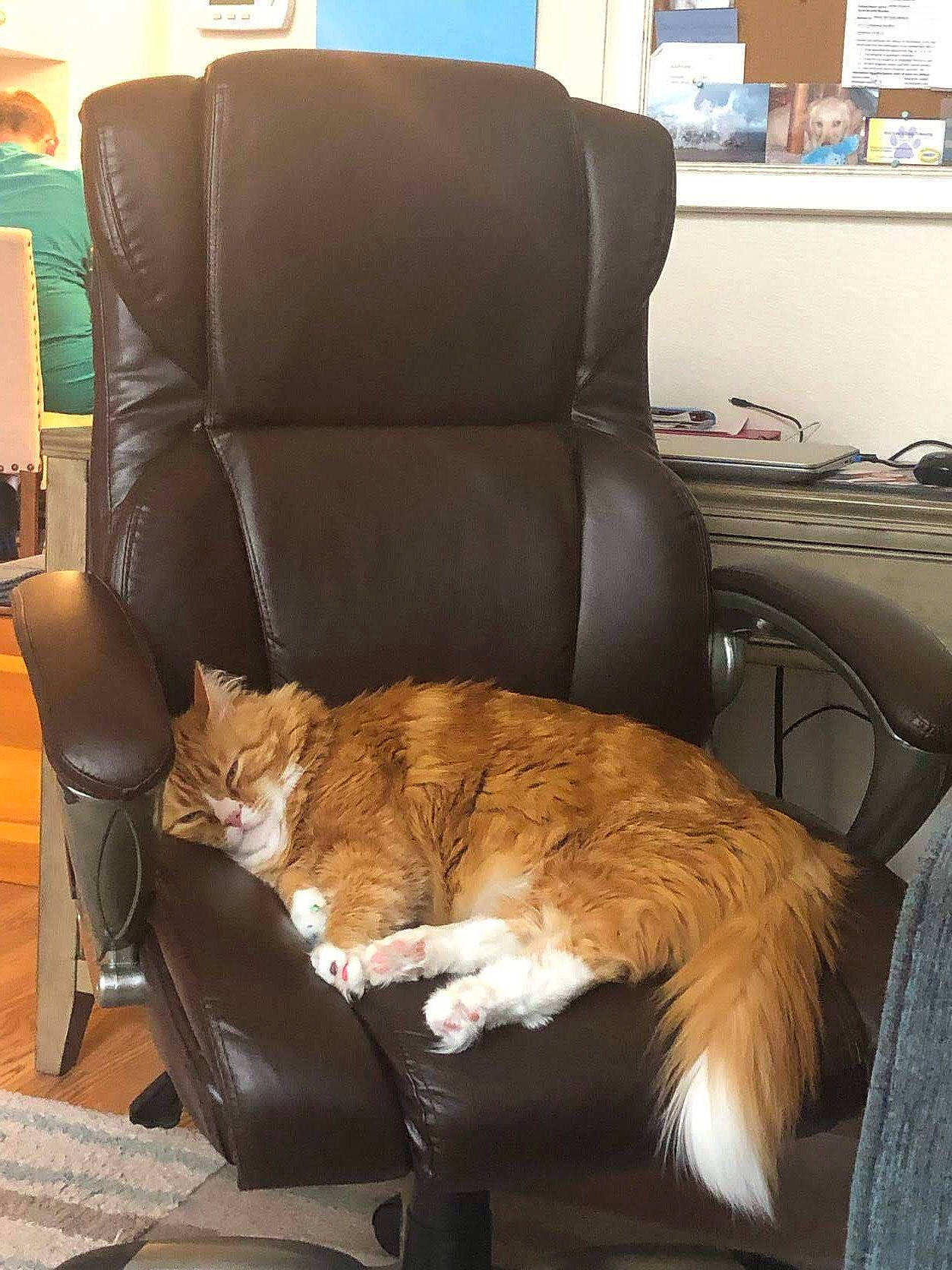 Copper is registered to the contest to win money with this photo: armrest, carnivore, cat, chair, comfort, couch, fawn, felidae, fur, furniture, norwegian_forest_cat, recliner, sitting, small_to_medium_sized_cats, tail, whiskers