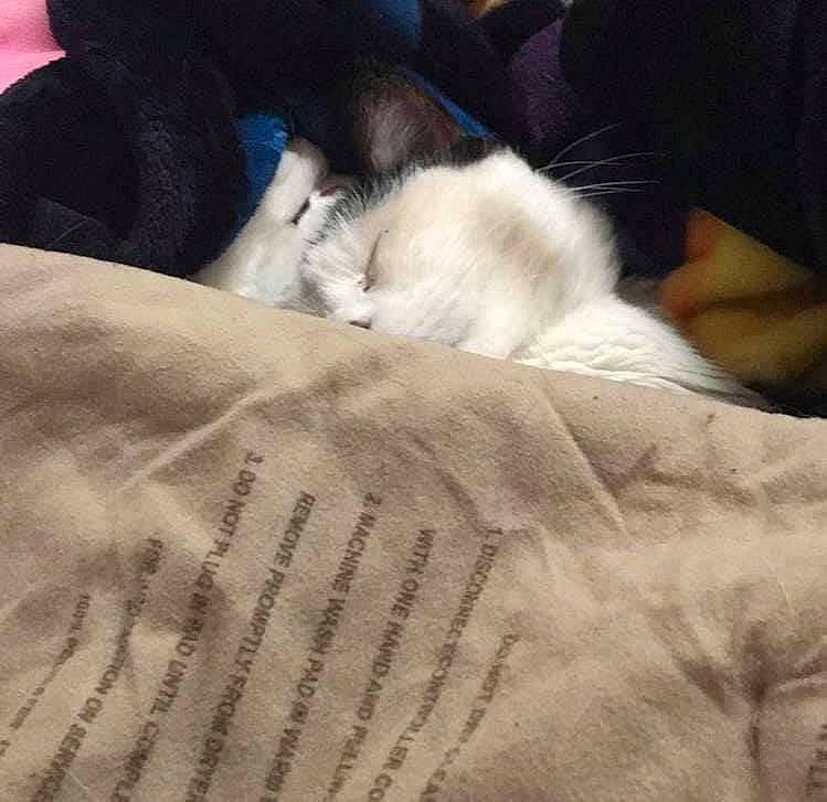 Rigby joined the competition — help win amazing prizes! canidae, carnivore, cat, companion_dog, felidae, fur, kitten, nap, puppy, puppy_love, ragdoll, sleep, small_to_medium_sized_cats, whiskers