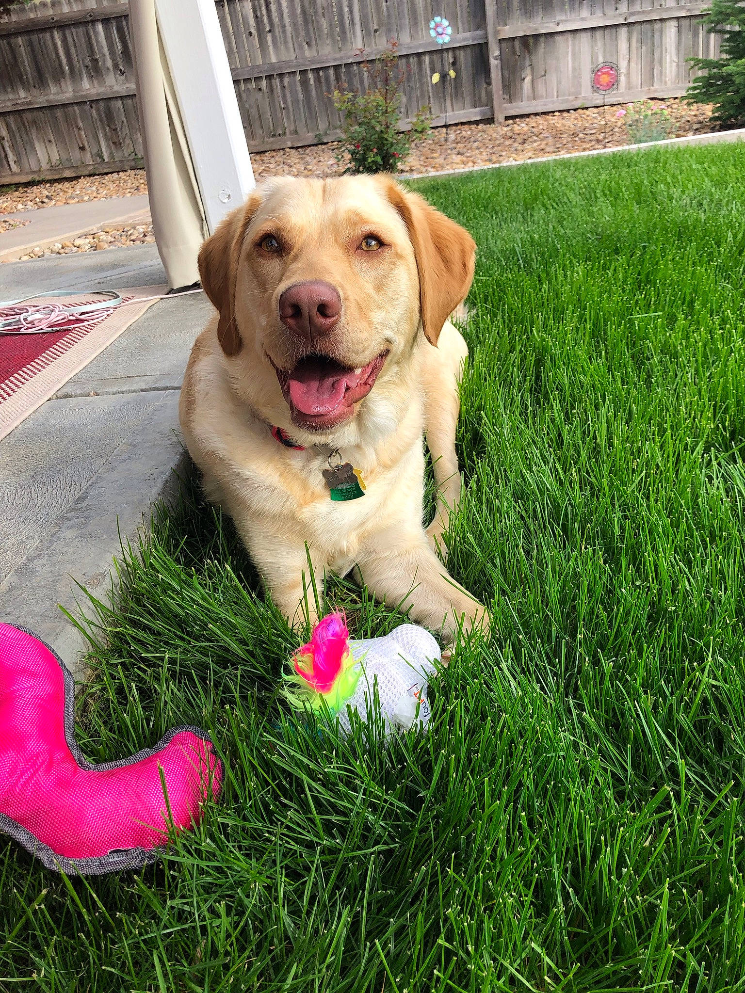 Harper is registered to the contest to win money with this photo: beagador, canidae, carnivore, companion_dog, dog, dog_breed, fawn, golden_retriever, grass, grass_family, hunting_dog, labrador_retriever, lawn, plant, puppy, retriever, sporting_group, tail
