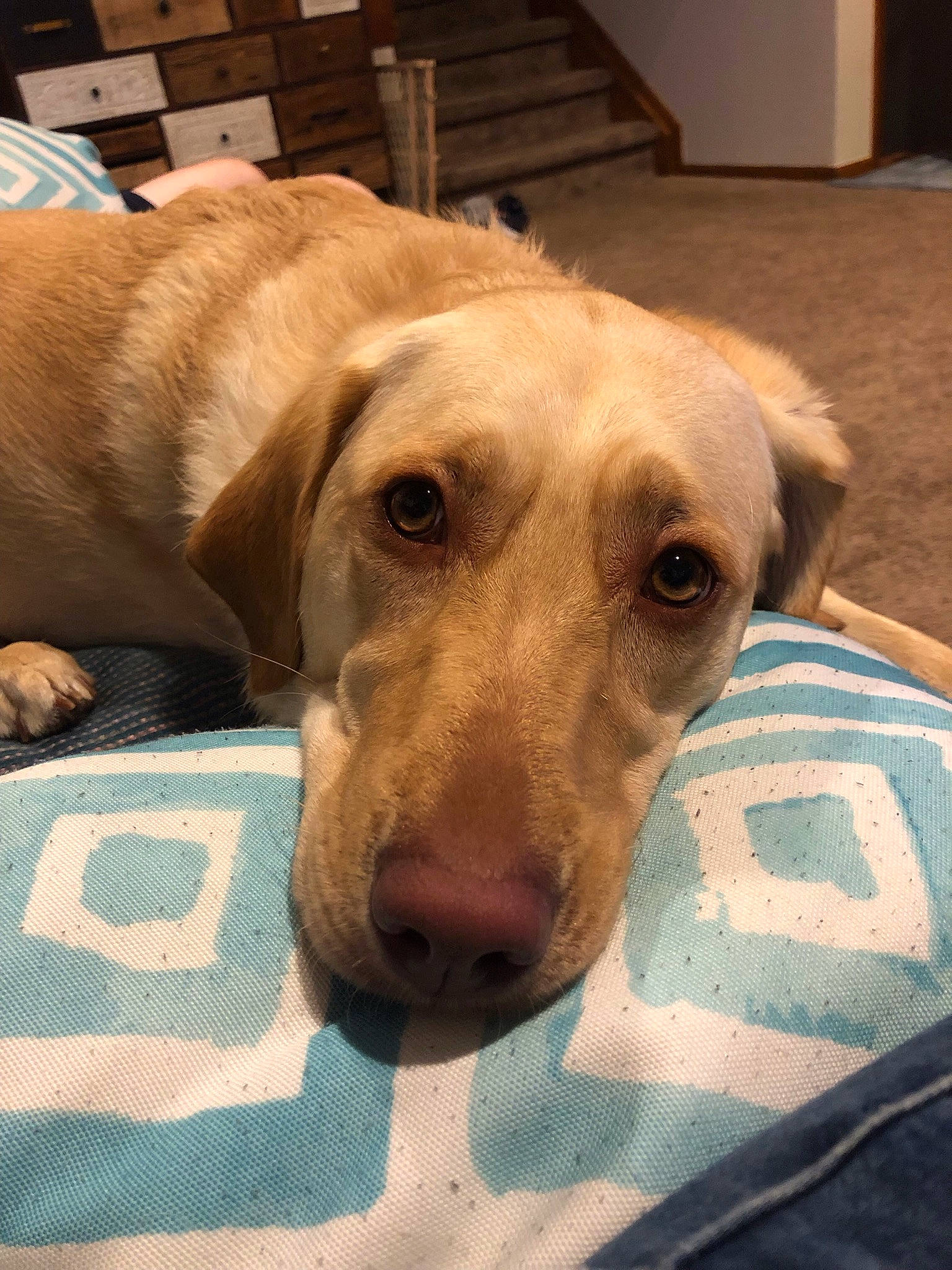 Harper is registered to the contest to win money with this photo: beagador, canidae, carnivore, companion_dog, dog, dog_breed, fawn, labrador_retriever, mammal, mountain_cur, snout, sporting_group, vertebrate, weimaraner, whiskers