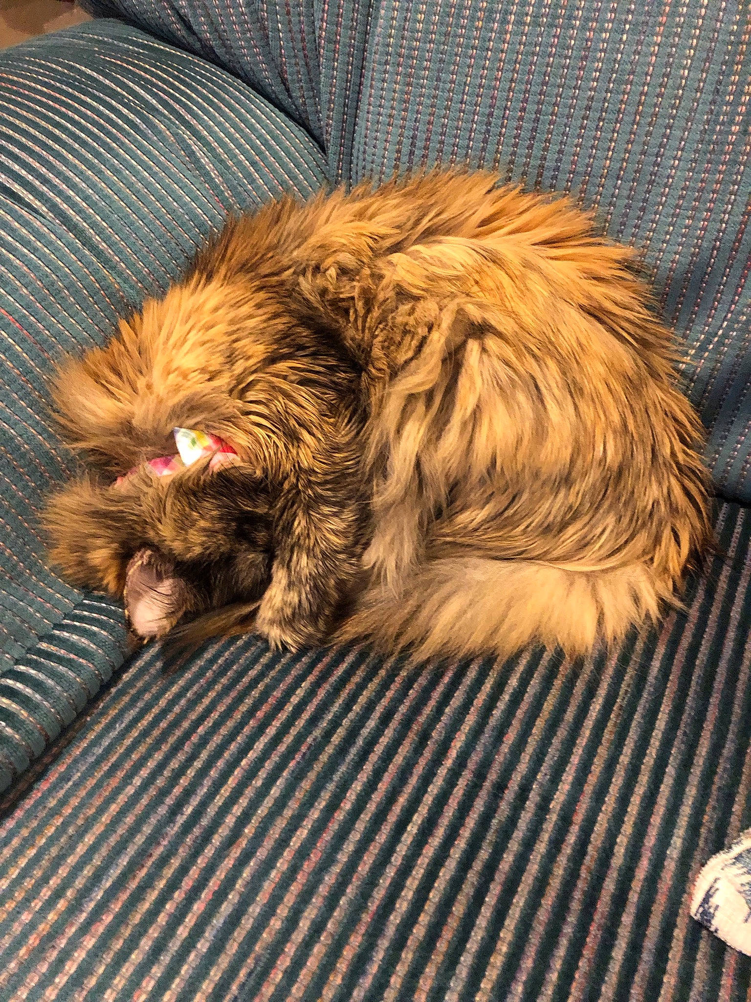 Sophie joined the competition — help win amazing prizes! canidae, carnivore, cat, dog, dog_breed, felidae, fur, mammal, sleep, small_to_medium_sized_cats, whiskers