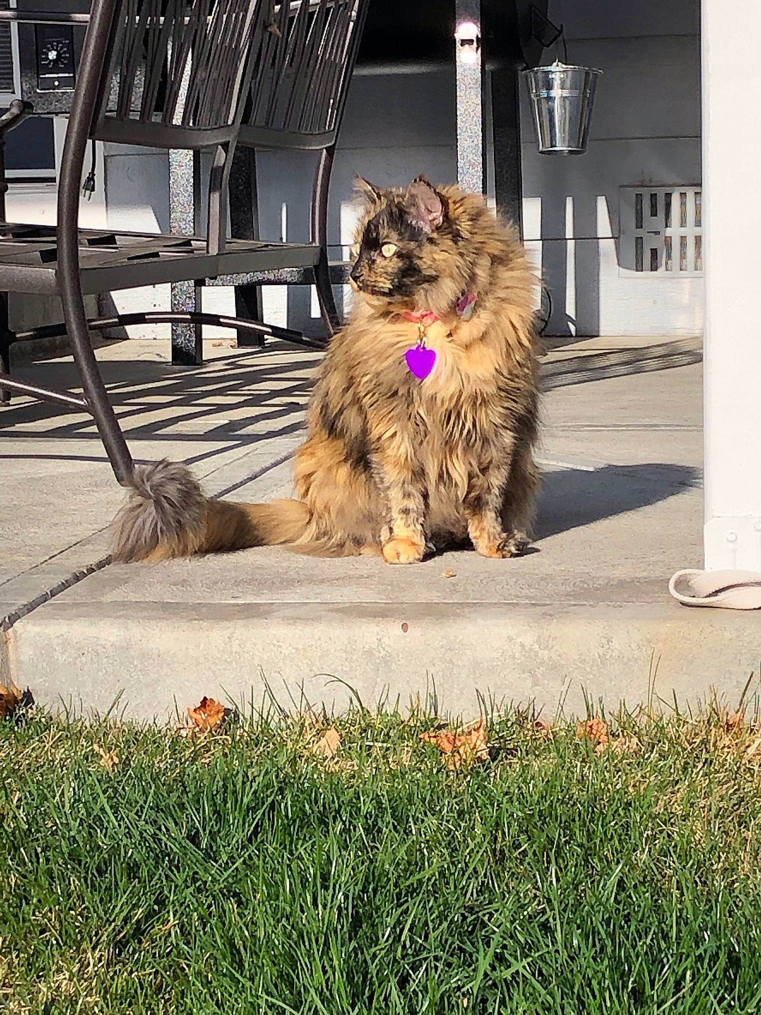 Sophie joined the competition — help win amazing prizes! cairn_terrier, canidae, carnivore, catalan_sheepdog, dog, dog_breed, fur, glen_of_imaal_terrier, grass, irish_soft_coated_wheaten_terrier, mammal, morkie, norwich_terrier, puppy, schnoodle, sporting_group, terrier, tibetan_terrier