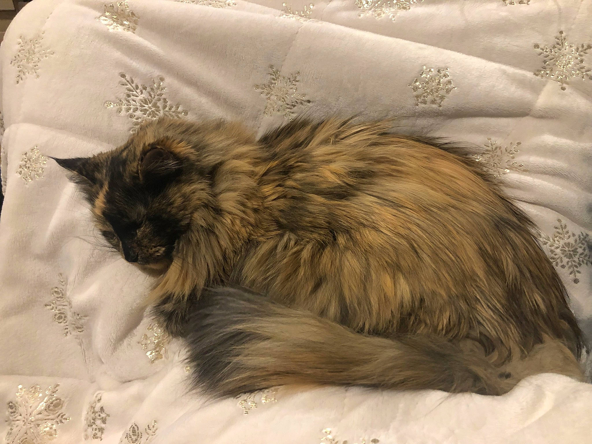 Sophie joined the competition — help win amazing prizes! asian_semi_longhair, balinese, carnivore, cat, domestic_long_haired_cat, fawn, felidae, fur, maine_coon, mammal, norwegian_forest_cat, ragamuffin, small_to_medium_sized_cats, tail, whiskers
