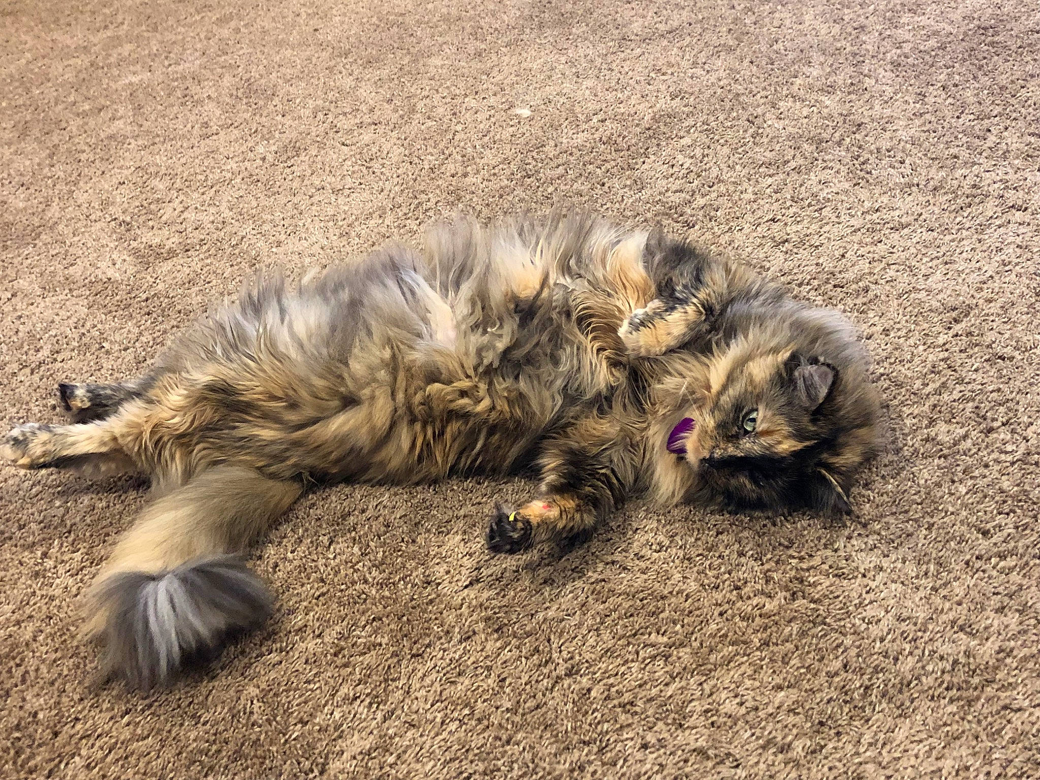 Sophie joined the competition — help win amazing prizes! carnivore, cat, claw, domestic_long_haired_cat, european_shorthair, felidae, fur, kitten, maine_coon, nap, norwegian_forest_cat, paw, sand, sleep, small_to_medium_sized_cats, tabby_cat, whiskers, wild_cat