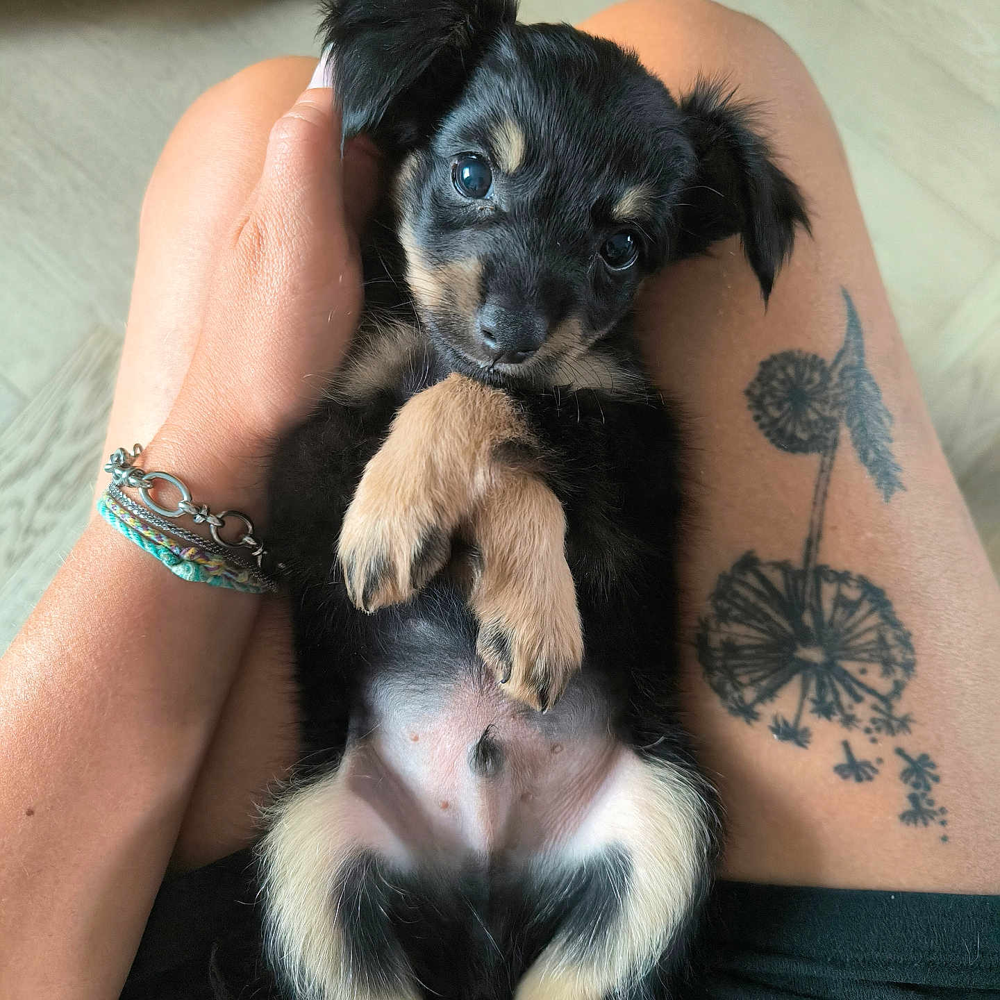 Stitch a rejoint le concours — aidez-le/la à gagner de superbes lots ! adorable, animal, black_fur, close_up, cuddling, cute, dog, floor, hand, indoor, lap, looking_at_camera, lying_down, person, pet, puppy, skin, small_dog, tan_fur, tattoo
