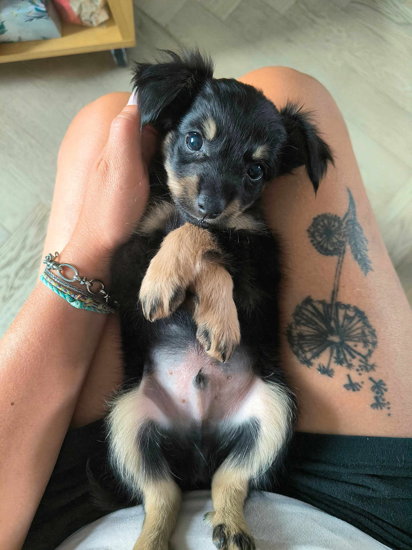 Stitch a rejoint le concours — aidez-le/la à gagner de superbes lots ! puppy, dog, pet, cute, lap, tattoo, hand, black_fur, tan_fur, person, skin, floor, cuddling, indoor, close_up, small_dog, lying_down, looking_at_camera, animal, adorable