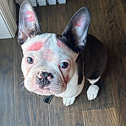 Zeus joined the competition — help win amazing prizes! dog, french_bulldog, pet, indoor, floor, wooden_floor, ears, face, pink_marks, lipstick, curious, looking_up, canine, animal, domestic_animal, closeup, adorable, small_dog, black_and_white, sitting