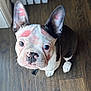 dog, french_bulldog, pet, indoor, floor, wooden_floor, ears, face, pink_marks, lipstick, curious, looking_up, canine, animal, domestic_animal, closeup, adorable, small_dog, black_and_white, sitting