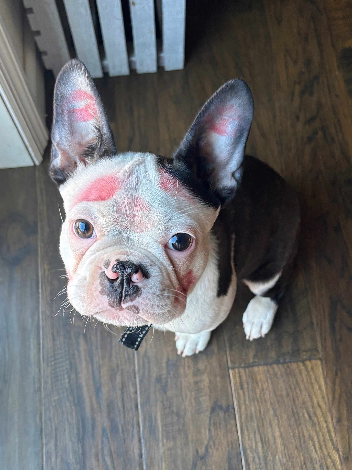Zeus joined the competition — help win amazing prizes! dog, french_bulldog, pet, indoor, floor, wooden_floor, ears, face, pink_marks, lipstick, curious, looking_up, canine, animal, domestic_animal, closeup, adorable, small_dog, black_and_white, sitting