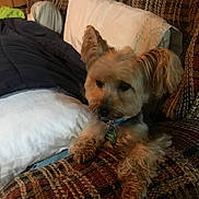 Allen is registered to the contest to win money with this photo: dog, small_dog, fluffy, couch, pillow, blanket, indoor, pet, cozy, fur, collar, tag, resting, relaxed, home, furniture, brown, patterned, comfort, cute