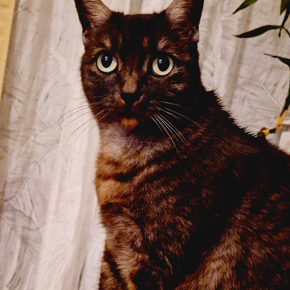 Ninia participe au concours pour gagner de l'argent avec cette photo : animal, cat, closeup, curious, curtain, cute, domestic, ears, eyes, feline, fur, houseplant, indoor, mammal, pet, portrait, sitting, tabby, texture, whiskers