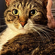 Zeus is registered to the contest to win money with this photo: cat, tabby, close_up, green_eyes, whiskers, fur, pet, animal, indoor, curious, face, portrait, mammal, feline, looking, cute, domestic_animal, soft_light, focused, relaxed