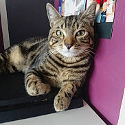 Caramel participe au concours pour gagner de l'argent avec cette photo : animal, black_surface, cat, cozy, cute, domestic, ears, feline, fur, home, indoor, mammal, paws, pet, photos, purple_wall, relaxed, striped, tabby, whiskers