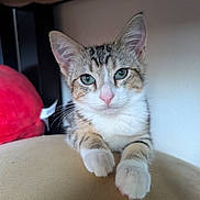 Bear joined the competition — help win amazing prizes! cat, kitten, tabby, green_eyes, close_up, pet, animal, cute, feline, whiskers, paws, indoor, resting, fur, young, looking_at_camera, soft_light, adorable, small, curious