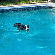 Pink joined the competition — help win amazing prizes! dog, swimming, pool, water, black_and_white, wet_fur, outdoor, backyard, summer, animal, pet, canine, paddling, face, head, blue_water, pool_tiles, fence, grass, action_shot