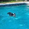 dog, swimming, pool, water, black_and_white, wet_fur, outdoor, backyard, summer, animal, pet, canine, paddling, face, head, blue_water, pool_tiles, fence, grass, action_shot