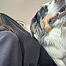 Pink joined the competition — help win amazing prizes! dog, tri_color, fluffy, long_hair, open_mouth, teeth, smiling, happy, pet, animal, car, vehicle, passenger, human, portrait, close_up, indoor, daylight, fur, selfie