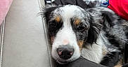Pink joined the competition — help win amazing prizes! dog, puppy, sleepy, resting, black_and_white, spotted, tricolor, floppy_ears, closeup, animal, pet, car, vehicle_interior, back_seat, car_seat, cooler, water_bottle, blanket, cozy, road_trip