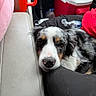 dog, puppy, sleepy, resting, black_and_white, spotted, tricolor, floppy_ears, closeup, animal, pet, car, vehicle_interior, back_seat, car_seat, cooler, water_bottle, blanket, cozy, road_trip