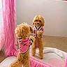 dog, mirror, reflection, pink_sweater, furry_texture, indoor, carpet, pet, cute, small_dog, standing, bedroom, cozy, pastel_colors, furniture, fur, playful, looking, home, decor