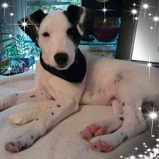 Harley-jack joined the competition — help win amazing prizes! canidae, carnivore, chest, collar, companion_dog, dog, dog_breed, dog_collar, fawn, fur, paw, sighthound, snout, sporting_group, street_dog, tail, terrestrial_animal, toy, whiskers, working_animal