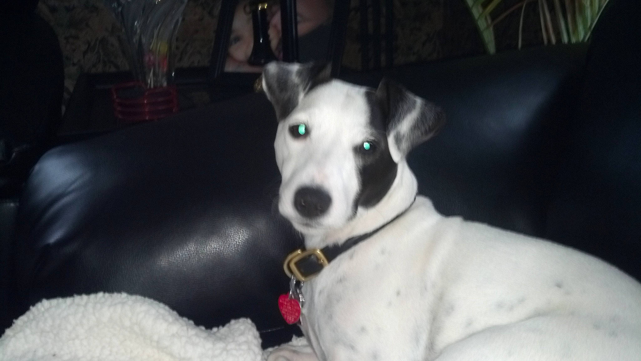 Harley-jack joined the competition — help win amazing prizes! canidae, carnivore, collar, companion_dog, couch, dog, dog_breed, dog_collar, fawn, flowerpot, houseplant, plant, rampur_greyhound, sighthound, snout, sporting_group, terrestrial_animal, terrier, whiskers, working_animal