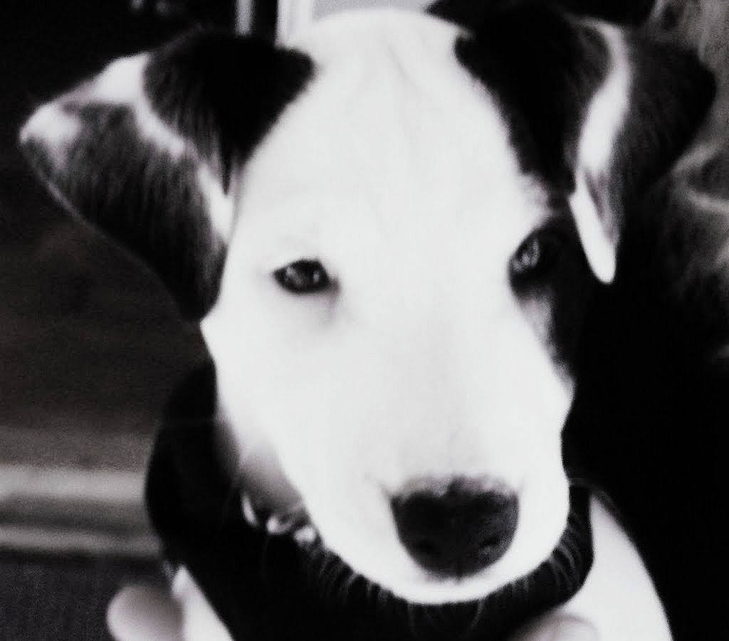 Harley-jack is registered to the contest to win money with this photo: ancient_dog_breeds, bored, canidae, carnivore, collar, companion_dog, dog, dog_breed, fur, monochrome, monochrome_photography, non_sporting_group, pet_supply, snout, sporting_group, terrestrial_animal, whiskers, working_animal, working_dog