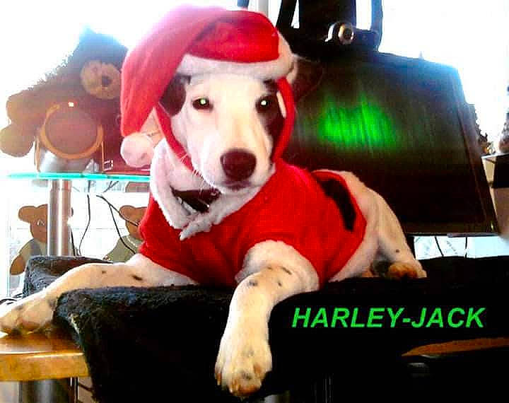 Harley-jack is registered to the contest to win money with this photo: canidae, carmine, carnivore, christmas, christmas_eve, companion_dog, costume, costume_hat, dog, dog_breed, dog_supply, event, fictional_character, fun, fur, hat, holiday, lap, sitting, sporting_group