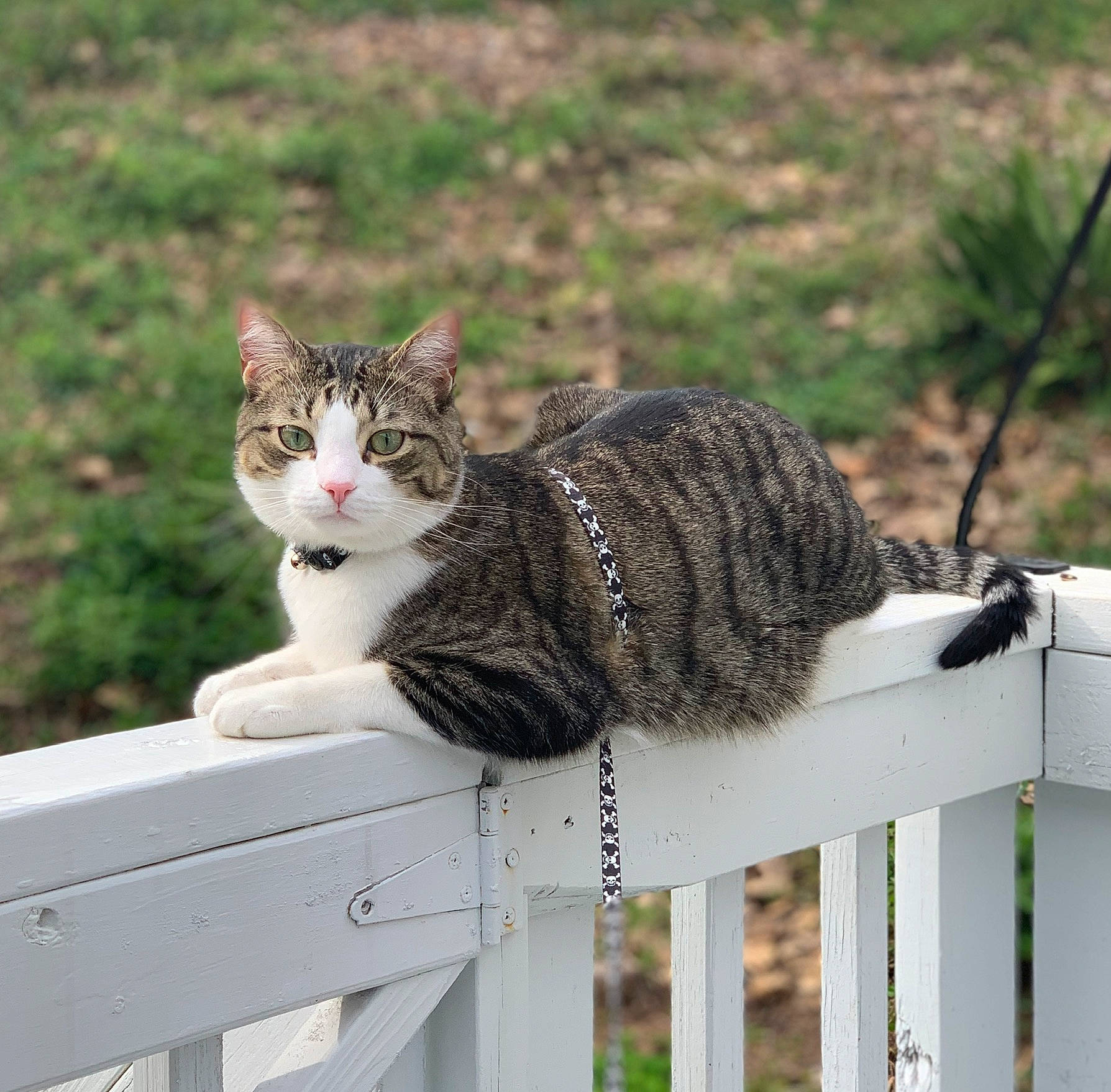 Dale is registered to the contest to win money with this photo: aegean_cat, american_wirehair, british_semi_longhair, carnivore, cat, domestic_short_haired_cat, dragon_li, european_shorthair, eye, felidae, fur, kitten, norwegian_forest_cat, polydactyl_cat, sitting, small_to_medium_sized_cats, tabby_cat, tail, whiskers, wild_cat