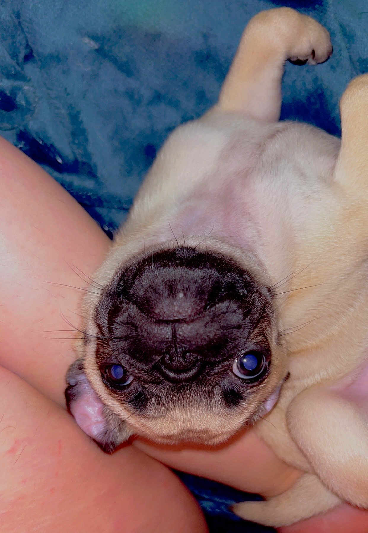 Muffin Tot joined the competition — help win amazing prizes! dog, puppy, pug, upside_down, face, paw, skin, fur, cute, pet, animal, closeup, lying_down, legs, snout, whiskers, playful, indoors, cozy, resting