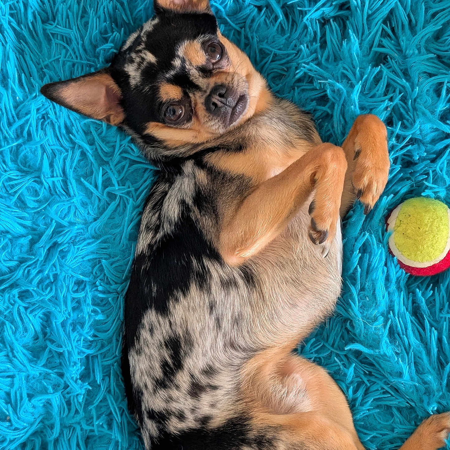 Hermes participe au concours pour gagner de l'argent avec cette photo : animal, ball, blanket, canine, chihuahua, couch, dog, furniture, germanshepherd, homedecor, hound, husky, person, pet, puppy, sleeping, sphere, sport, tennis, tennisball