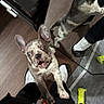 Ivy is registered to the contest to win money with this photo: dog, puppy, french_bulldog, indoor, mirror, reflection, floor, wooden_floor, person, legs, shoes, white_shoes, black_pants, playful, curious, pet, companion, animal, cute, standing