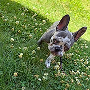 Ivy is registered to the contest to win money with this photo: french_bulldog, puppy, dog, grass, clover, flowers, stick, outdoor, greenery, pet, animal, cute, playful, ears, nature, summer, young, adorable, snout, canine