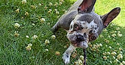 Ivy is registered to the contest to win money with this photo: adorable, animal, canine, clover, cute, dog, ears, flowers, french_bulldog, grass, greenery, nature, outdoor, pet, playful, puppy, snout, stick, summer, young