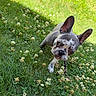 french_bulldog, puppy, dog, grass, clover, flowers, stick, outdoor, greenery, pet, animal, cute, playful, ears, nature, summer, young, adorable, snout, canine