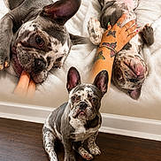 Ivy is registered to the contest to win money with this photo: animal, blanket, brown, cute, dog, ears, floor, french_bulldog, hand, indoor, lying_down, nail_polish, paw, pet, playing, puppy, sitting, tattoo, tongue_out, white