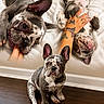 animal, blanket, brown, cute, dog, ears, floor, french_bulldog, hand, indoor, lying_down, nail_polish, paw, pet, playing, puppy, sitting, tattoo, tongue_out, white