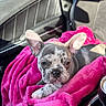 Ivy is registered to the contest to win money with this photo: puppy, dog, french_bulldog, blanket, pink, car_interior, seat, sunlight, ears, fur, pet, cute, cozy, animal, resting, portrait, young, companion, domestic_animal, vehicle
