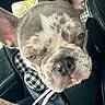 dog, french_bulldog, close_up, car_seat, checkered_pattern, pet, animal, sleepy, grumpy, leash, window, interior, vehicle, seat, cute, face, ears, snout, fur, companion
