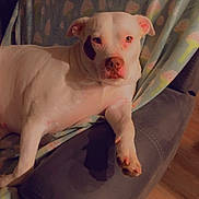 Luna joined the competition — help win amazing prizes! dog, white_dog, spot, lounge, chair, blanket, indoor, pet, canine, comfortable, relaxed, fur, animal, mammal, home, cozy, floor, paw, ear, face