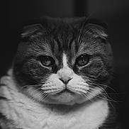 Texas joined the competition — help win amazing prizes! cat, close_up, portrait, black_and_white, whiskers, folded_ears, fur, animal, pet, face, intense_gaze, soft_light, indoor, cute, feline, mammal, domestic_cat, serious, texture, eyes
