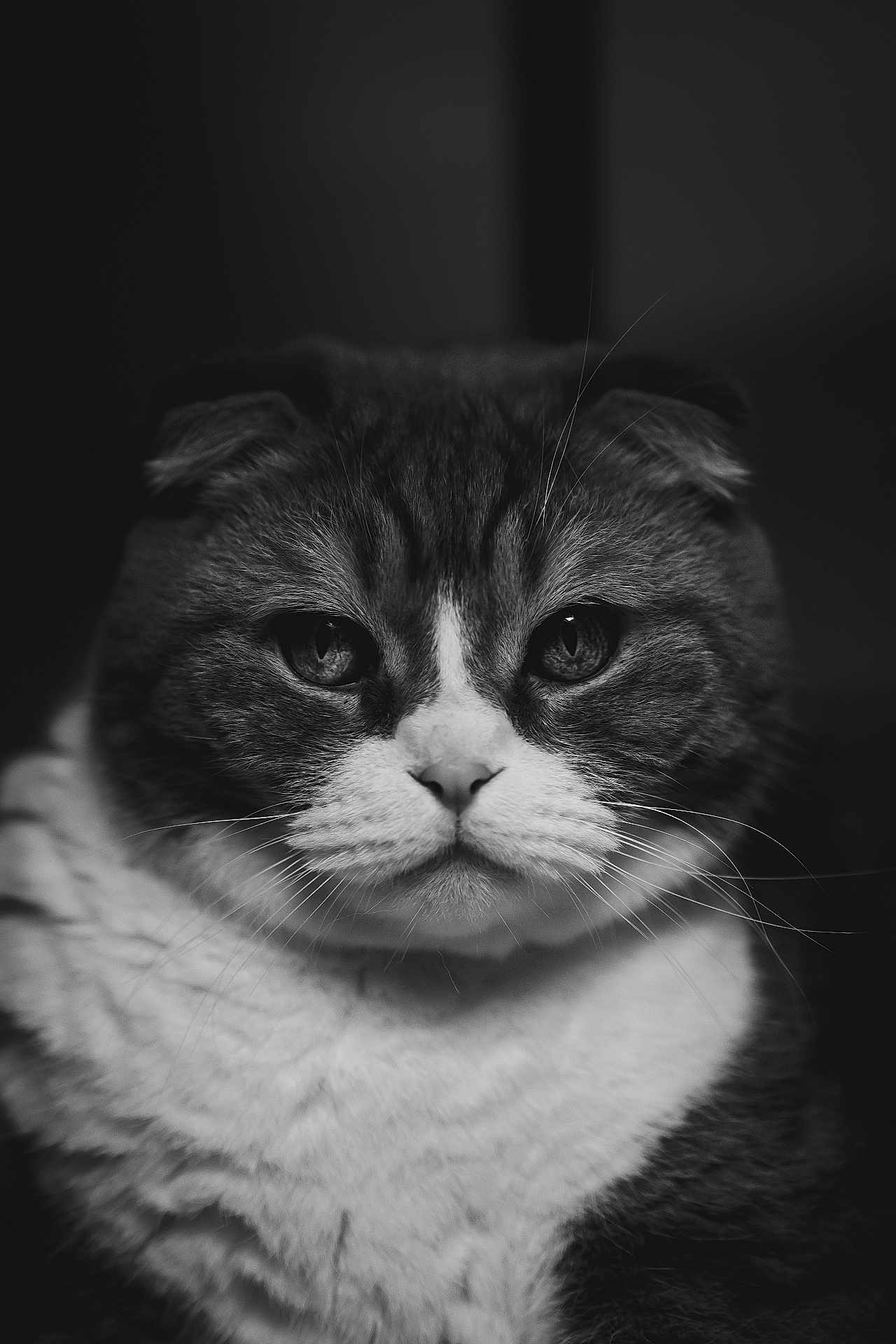 Texas joined the competition — help win amazing prizes! cat, close_up, portrait, black_and_white, whiskers, folded_ears, fur, animal, pet, face, intense_gaze, soft_light, indoor, cute, feline, mammal, domestic_cat, serious, texture, eyes
